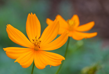 yellow cosmos flower on gardenの写真素材