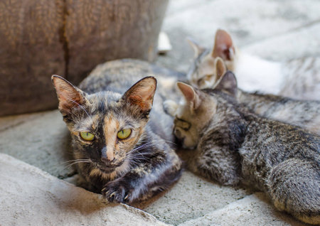 mama cat nursing their young kittens on the floorの写真素材