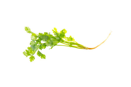 Green coriander isolated on white backgroundの写真素材