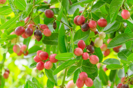 karonda or Carunda Fruits on tree