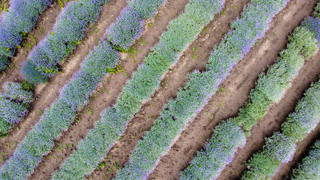 Aerial drone view of a lavender field in Bulgaria