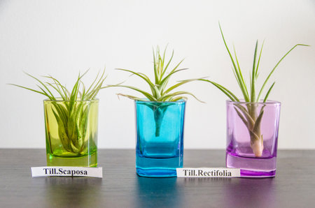 Aerial plants in glass ornament, simple terrarium, scaposa and rectifolia speciesの写真素材