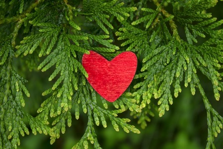 Red wooden heart on a beautiful fresh greenery tree branchの写真素材