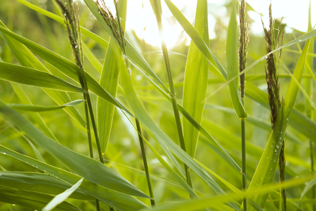 Abstract nature bright greenery background with reed leaves and sunlightの写真素材