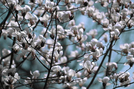 Spring floral background with magnolia flowers in the gardenの写真素材