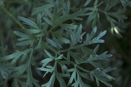 Wormwood Artemisia absinthium in garden cool background. Wormwood plant used for herbal medicine.の写真素材