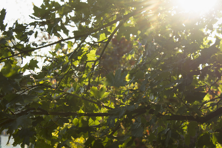 Beautiful fresh greenery tree leaves against sunlights abstract spring backgroundの写真素材