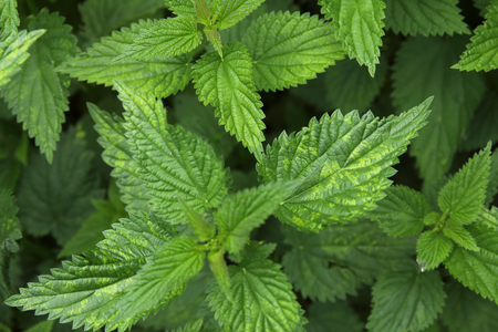 Urtica dioica, common or stinging nettles background. Fresh green nettles in springtime, alternative medicine, healthy herbの写真素材