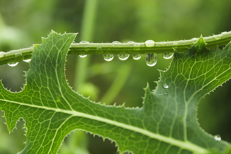 water drops on the green grass close upの写真素材