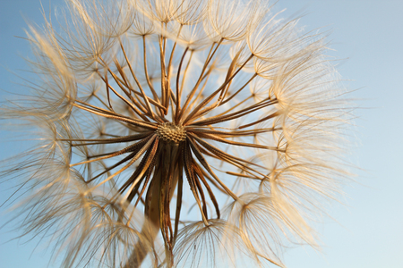 dandelion seeds on a blue sky backgroundの写真素材
