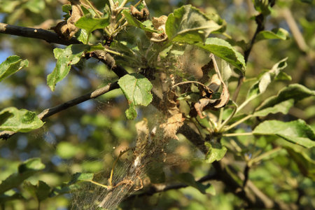 The branches of the aplle trees in the disease web. The epidemic of ermine mole close up