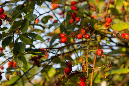 Dog rose healthy berries on a branch in autumn selective focuse
