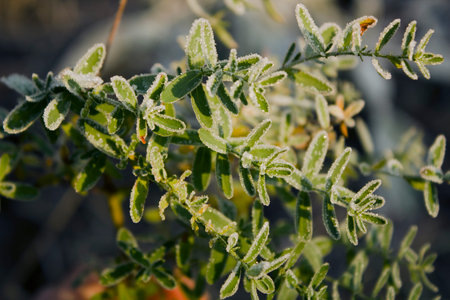 first hoar frost in autumn on a green leaves close up