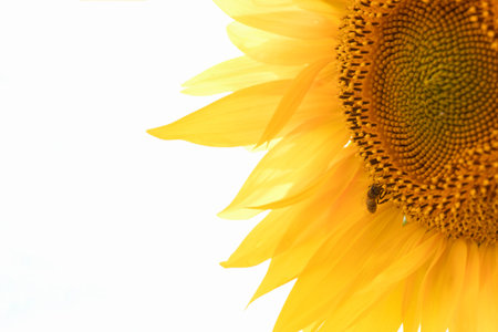 Closeup of sunflower on a white background.の写真素材