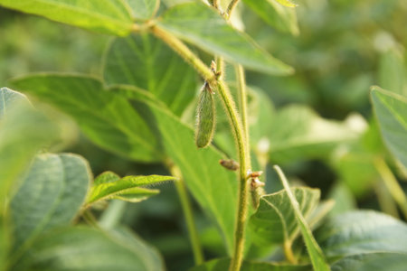 Agricultural soybean pods close up on plantation. Green growing soybeans against sunlight.