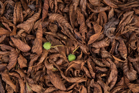 Dry autumn leaves orange and brown colors. Fall pattern. Background. dry leaves texture on ground