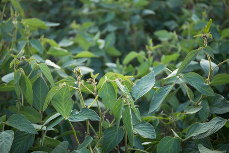 Agricultural soybean pods close up on plantation. Green growing soybeans against sunlight.