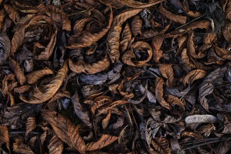 Background of dry brown leaves lying on the ground.の写真素材