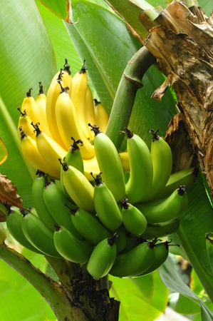 Half ripe bunch of Bananas on treeの写真素材