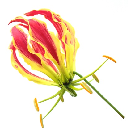 Flame Lily Isolated on White Backgroundの写真素材