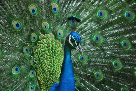 Peacock with Tail up facing to the rightの写真素材