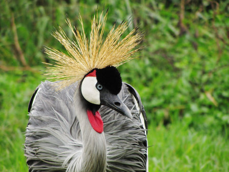 The crested crane found in many parts of Africa is the national bird of Uganda