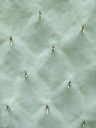 Closeup of prickly pear cactus with spinesの写真素材