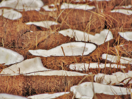 Opened cocnut halves drying in the sun before oil extraction - central cocnut in focusの写真素材