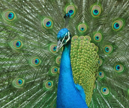 Peacock with tail facing up facing left of shotの写真素材