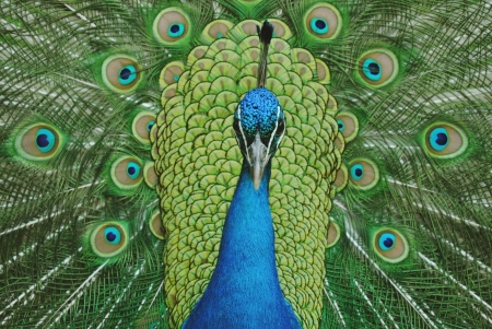 Peacock with tail facing up facing straight aheadの写真素材
