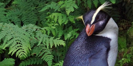 The endangered Fiordland Crested Penguin in New Zealand forest, one of the worlds rarest penguinsの写真素材
