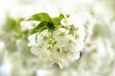 White Cherry Blossom Flowers with blurred background