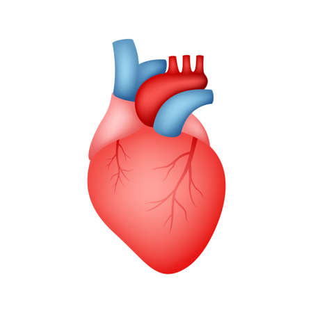 Human Heart isolated on white backgroundのイラスト素材