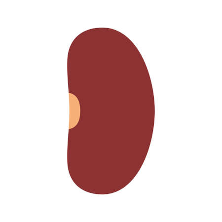 Kidney Bean isolated on white backgroundのイラスト素材