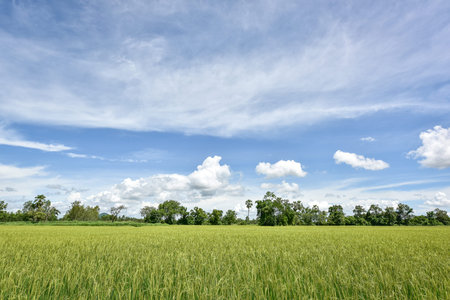 Rice field cloudy blue skyの写真素材