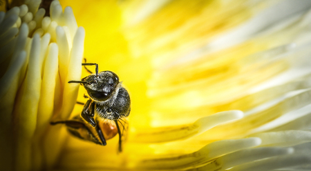Bee swarm, lotus in natureの写真素材