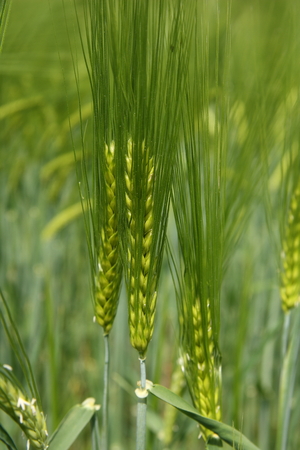 Green fieldの写真素材