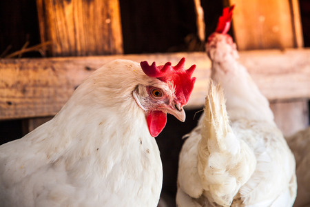 Chicken in a farmの写真素材