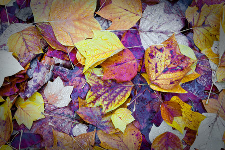 Leaves in autumn