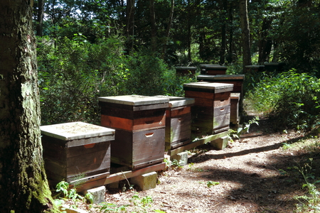 Bee housesの写真素材