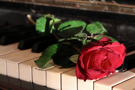 Piano with a roseの写真素材