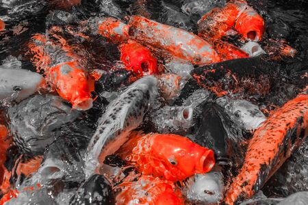 Many colorful koi fishes during feedingの写真素材