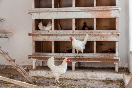 A chicken livestock in a farm in Germanyの写真素材