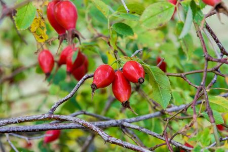 Red hips on a bush in autumnの写真素材