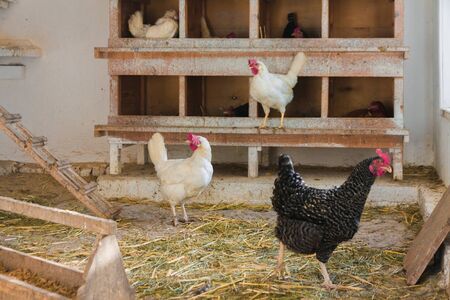A chicken livestock in a farm in Germanyの写真素材