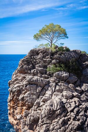 A single tree at a rock in Mallorcaの写真素材