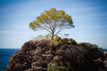 A single tree at a rock in Mallorca