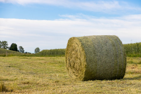 Straw roll in a field in autumn
