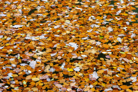 Colorful Leaves in autumn in the waterの写真素材