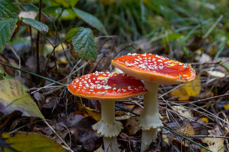 The red poisonous mushroom boletus in the forestの写真素材
